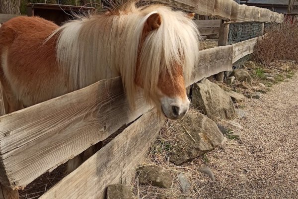 Jezdecká školička Pony Park